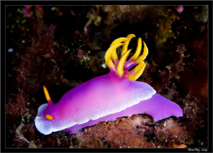 Hypselodoris bullockii by Ahmet Yay 